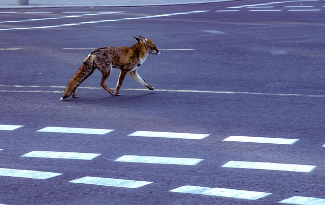 Urban fox in the city