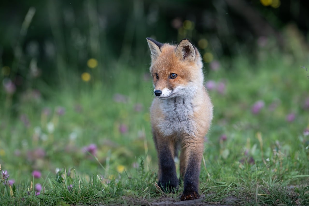 Fox puppy