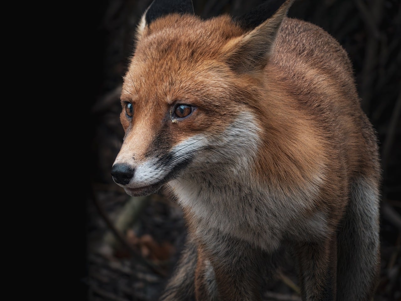 Urban fox in Dublin